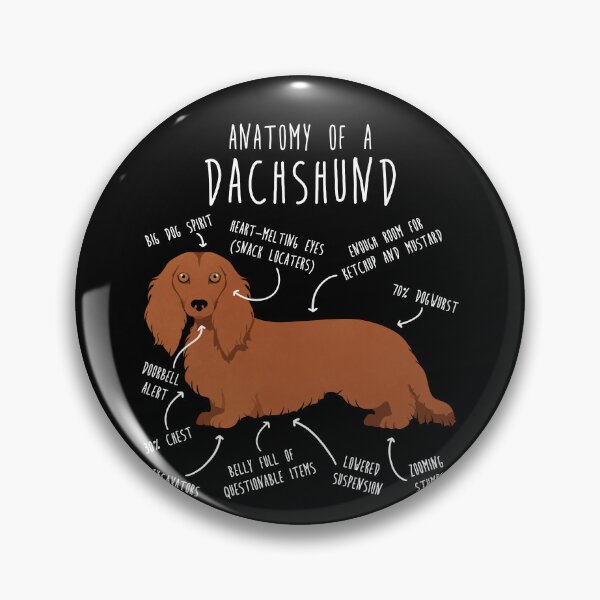 Item preview, Red Longhaired Dachshund Dog Anatomy designed and sold by Clara Hollins.