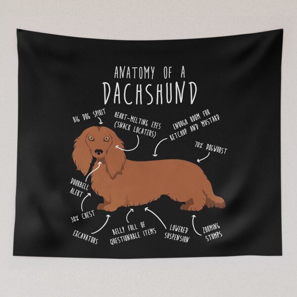 Item preview, Red Longhaired Dachshund Dog Anatomy designed and sold by Clara Hollins.