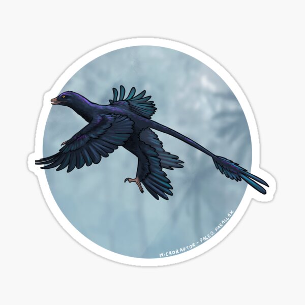 Item preview, Microraptor black designed and sold by Paleo-parallax.