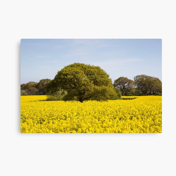 Rapeseed Field Canvas Print