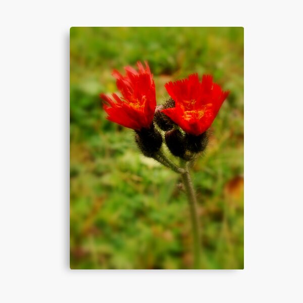 Faith Canvas Print