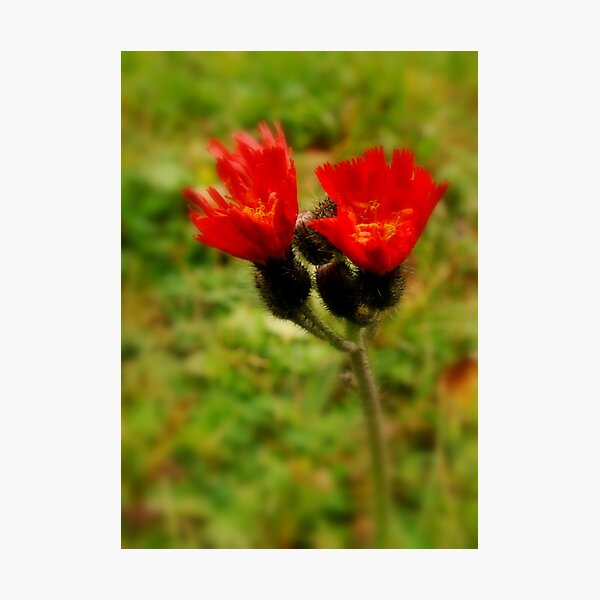 Faith Photographic Print