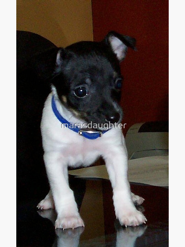 pictures of rat terrier puppies