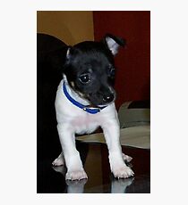 rat terrier puppy Photographic Print