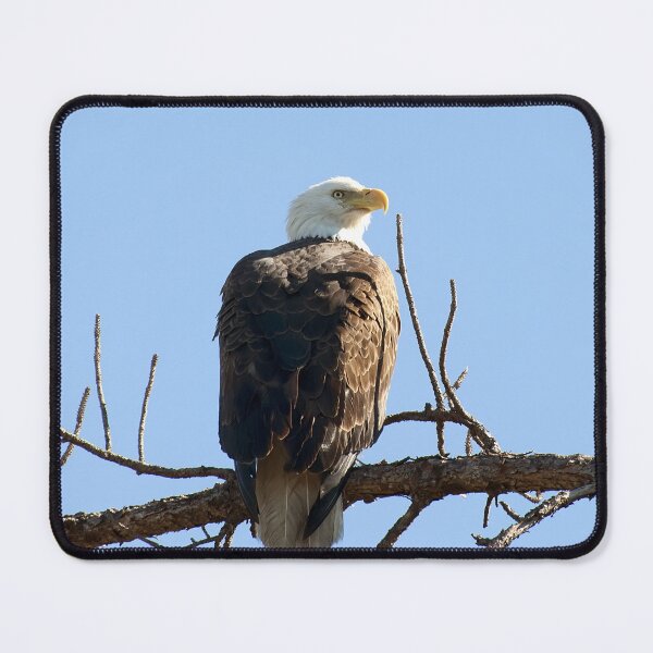 Item preview, Bald Eagle designed and sold by Gouzelka.