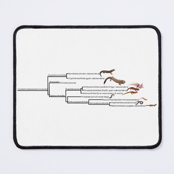 Item preview, Salamander Phylogenetic Tree designed and sold by GraceT26.