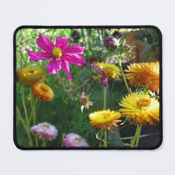 Item preview, Helichrysum, Everlasting Flowers and Cosmos designed and sold by JonDelorme.