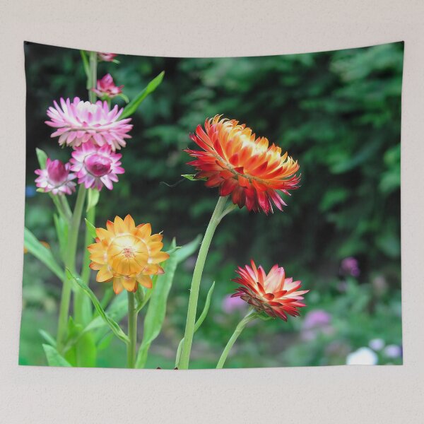 Item preview, Helichrysum, Everlasting Flowers designed and sold by JonDelorme.
