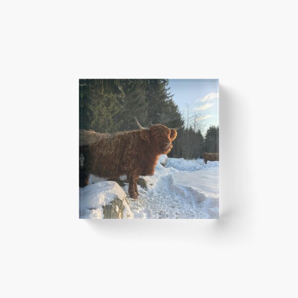 Item preview, Scottish Highland Cattle Cow 1275 designed and sold by SaarelaHighland.