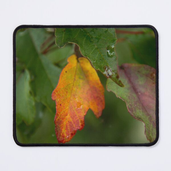 Item preview, First Signs of Fall designed and sold by TinyCameraNinja.