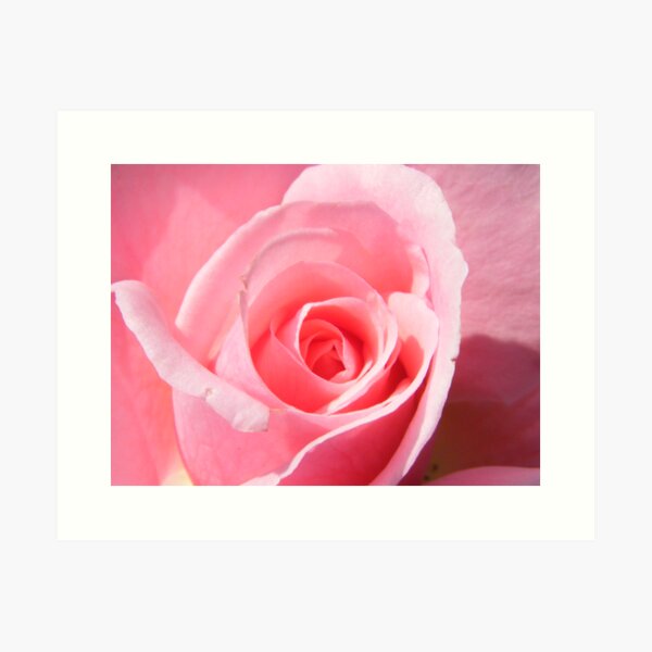 The pink rose Art Print