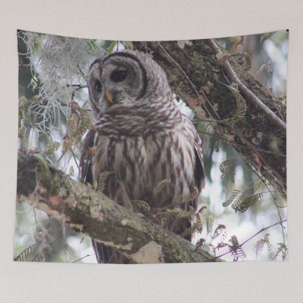 Item preview, Juvenile Barred Owl designed and sold by Lexipooh76.