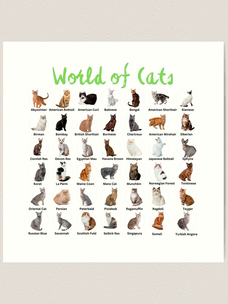 本256／洋書　図鑑　all the World's Cat Breeds 本256／洋書 図鑑 all the World's Cat Breeds 本256／洋書 図鑑