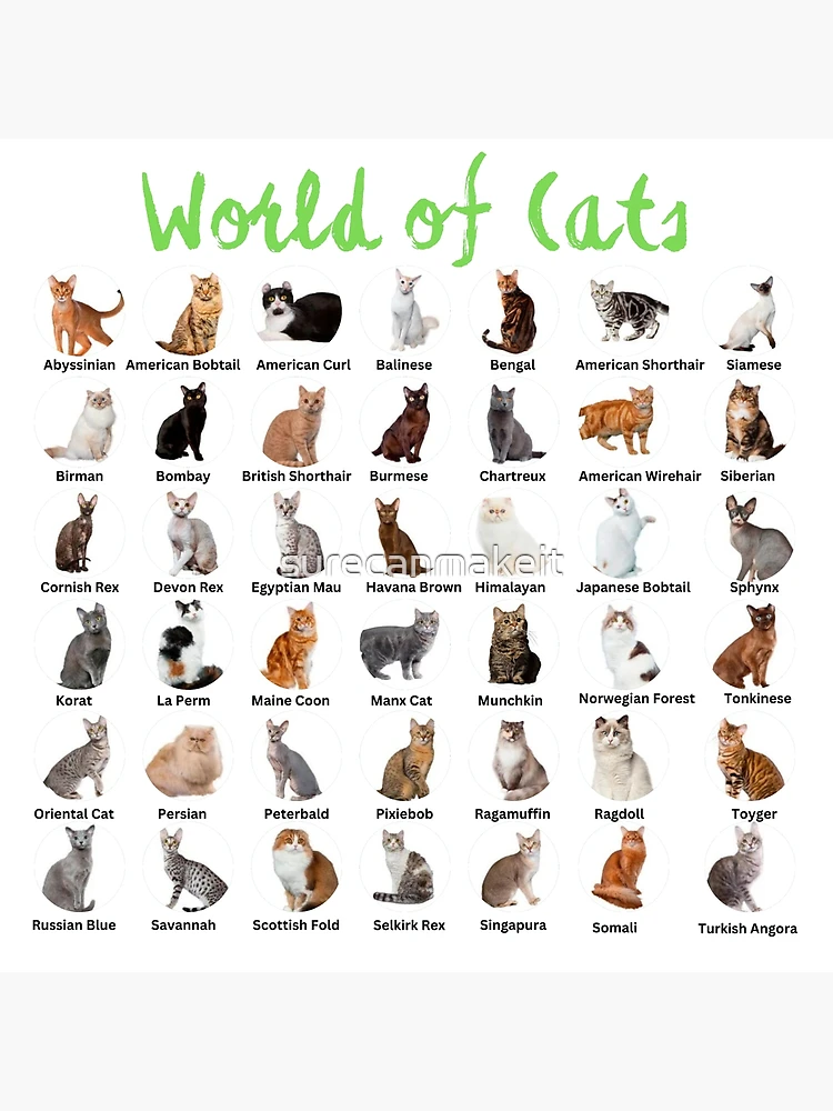 本256／洋書　図鑑　all the World's Cat Breeds 本256／洋書 図鑑 all the World's Cat Breeds - メルカリ