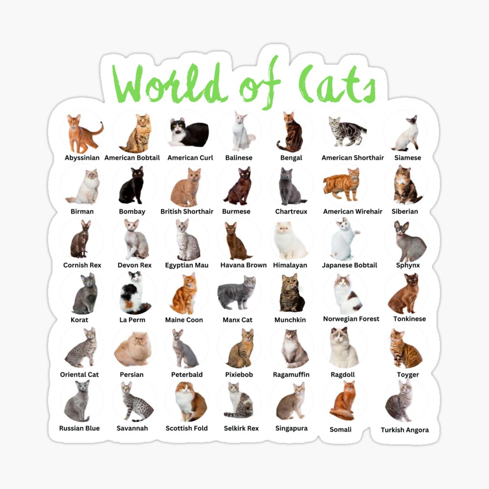 List of all shops cats