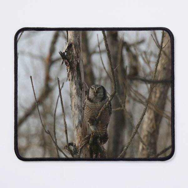 Item preview, Hawk Owl with prey designed and sold by locustgirl.