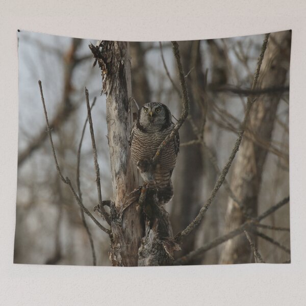 Item preview, Hawk Owl with prey designed and sold by locustgirl.