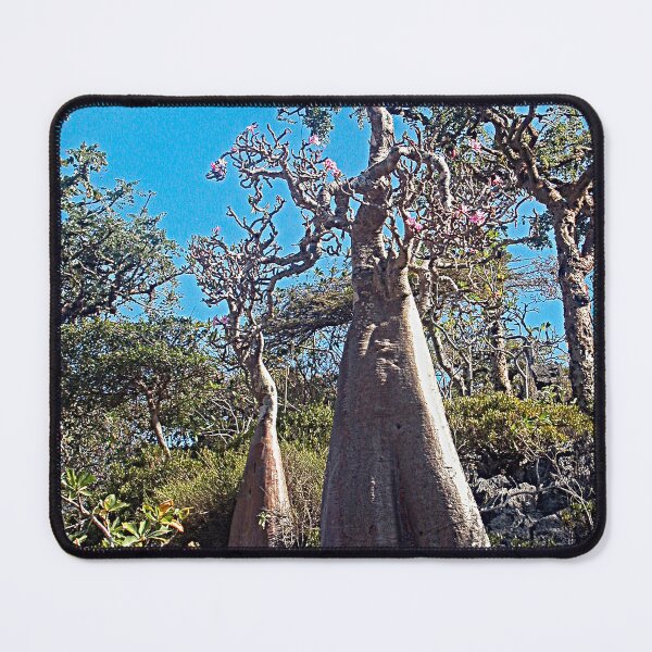 Item preview, Desert Rose Tree Grove, Socotra Island designed and sold by worldways.