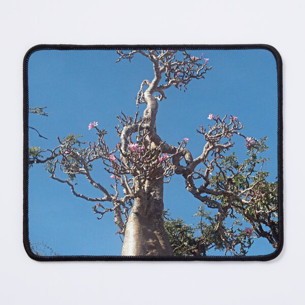 Item preview, Desert Rose Tree Closeup, Socotra Island designed and sold by worldways.