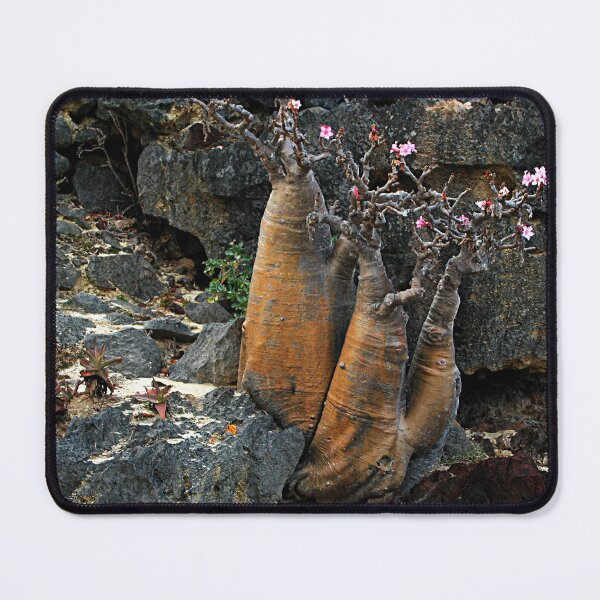 Item preview, Rare Exotic Desert Rose Tree flowering, Socotra Island designed and sold by worldways.
