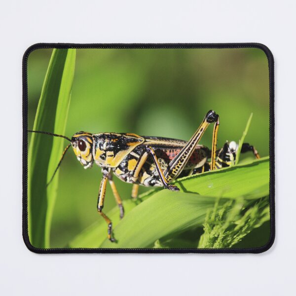 Item preview, Lubber grasshopper designed and sold by schmidy-botany.