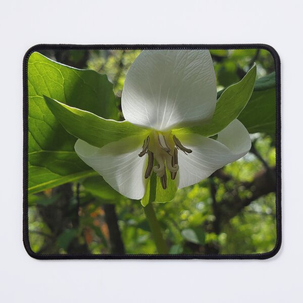 Item preview, Drooping trillium designed and sold by schmidy-botany.