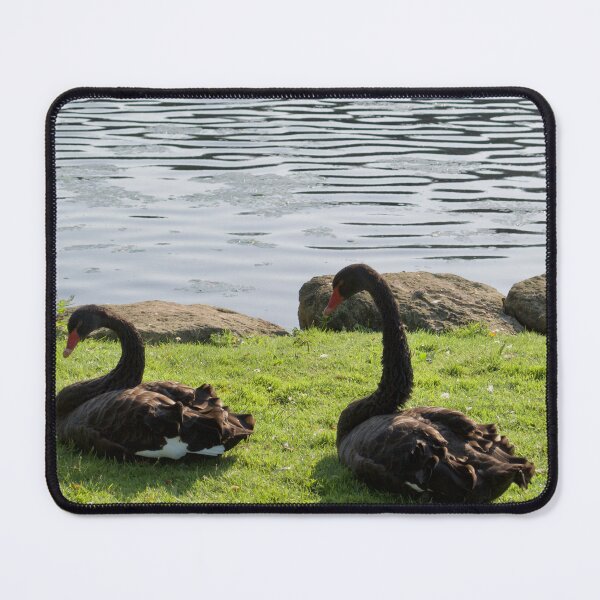 Item preview, Black Swans designed and sold by thelemmingface.