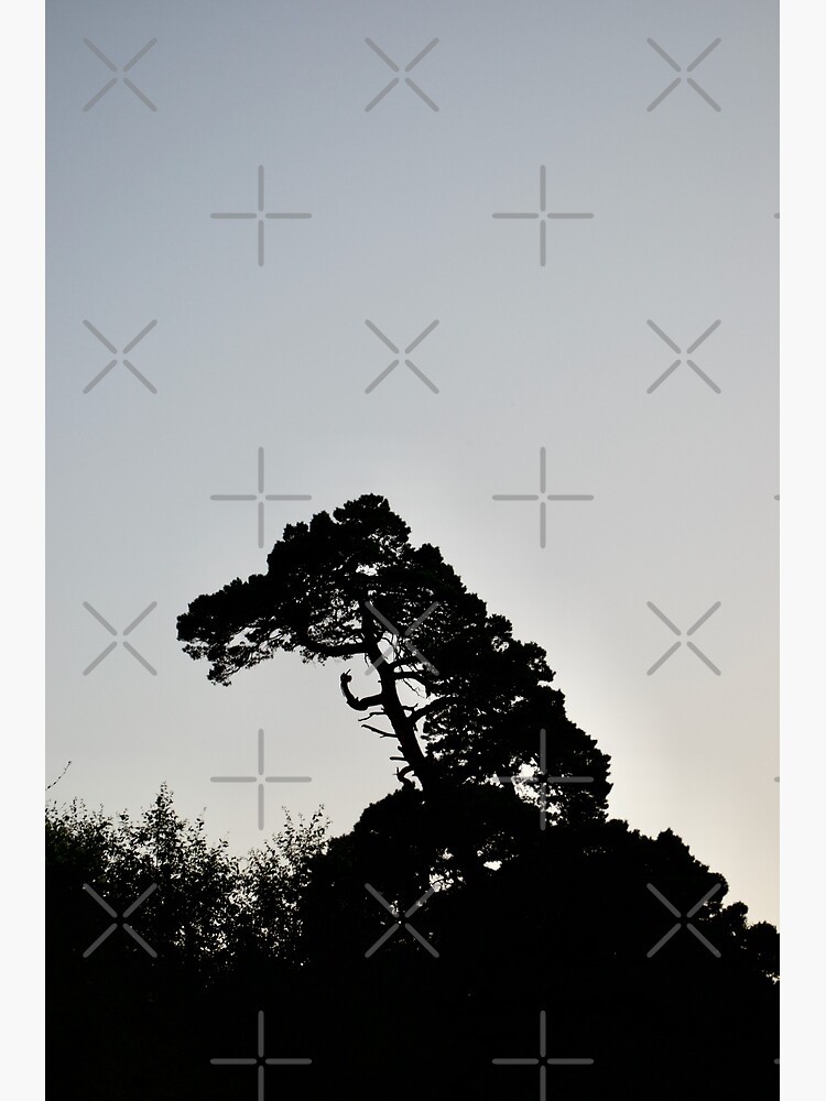 "Big Silhouette Pine Tree Sticking Up Its Middle Finger" Art Print for