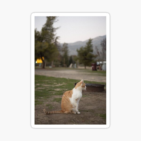 Orange Warrior Cat Sticker