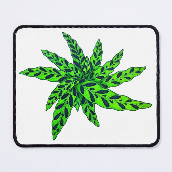 Item preview, Rattlesnake Calathea designed and sold by Joe Richichi.