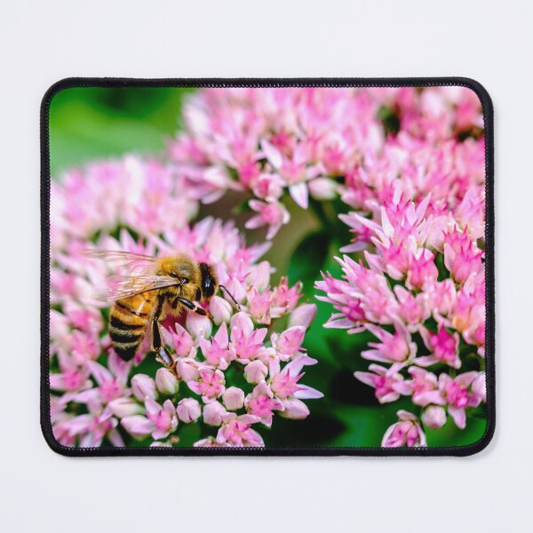 Item preview, Bee On Stonecrop Flower 2 designed and sold by Robert Alsop.