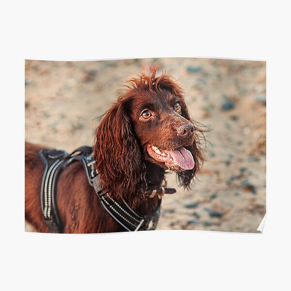 Working Cocker Spaniel Poster