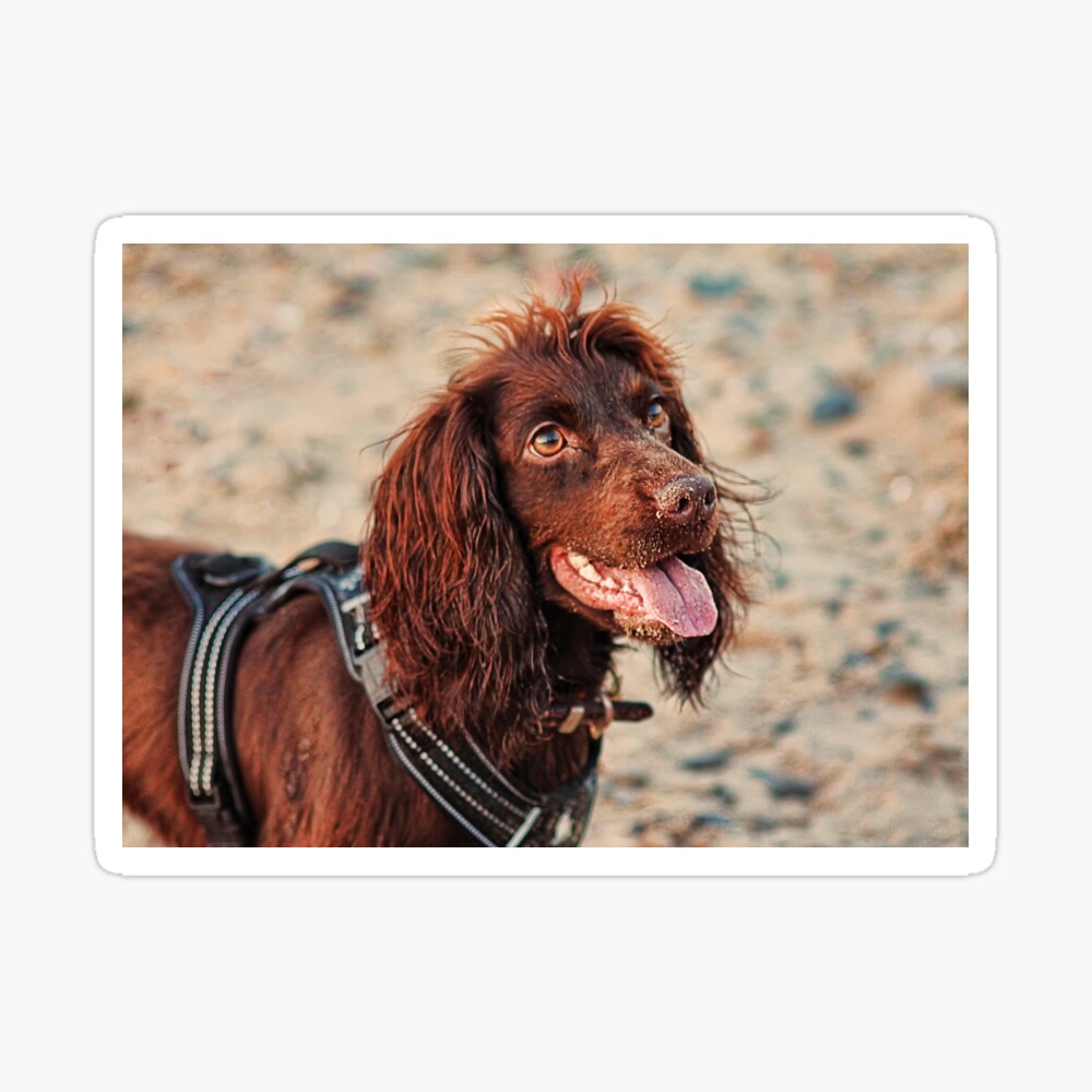 small working cocker spaniel