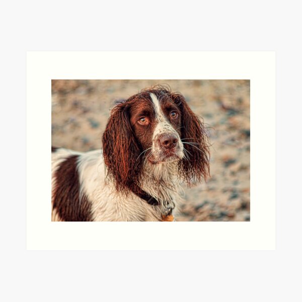 Impressions Artistiques Sur Le Theme Springer Spaniel Anglais Redbubble