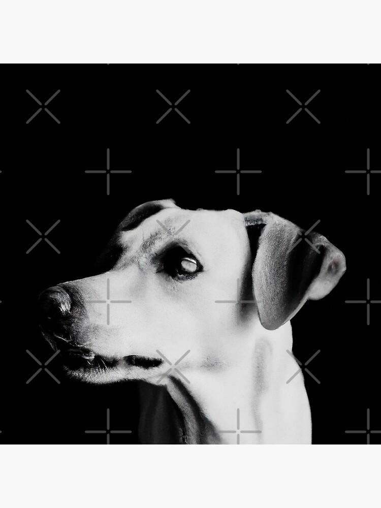 "Black and white dog face" Poster for Sale by mylensflow Redbubble