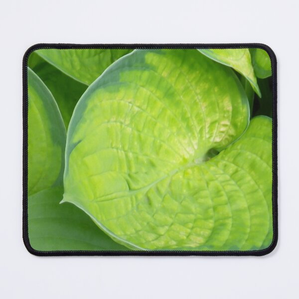 Item preview, Perennial Joy: Green Hosta Leaves designed and sold by Betty Mackey.