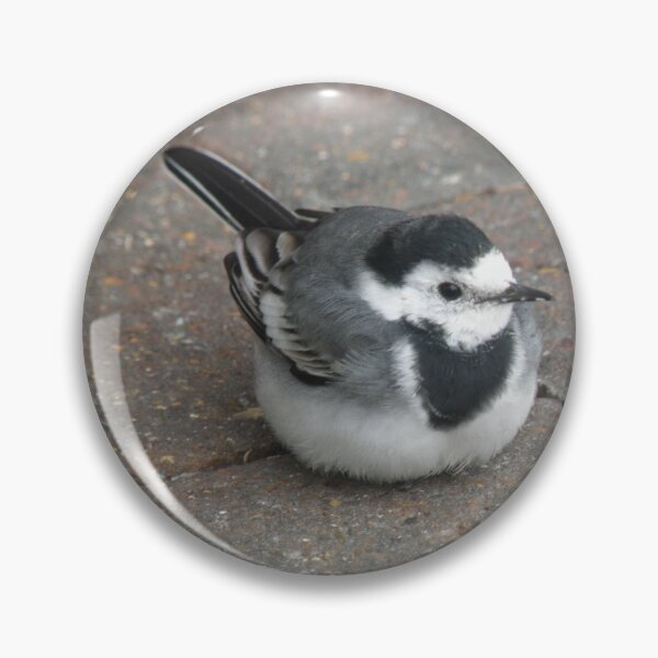 Item preview, Pied Wagtail on pavement Photograph designed and sold by naturegallery.
