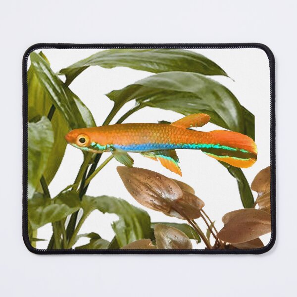 Item preview, xiphidius and Cryptocoryne designed and sold by killies.
