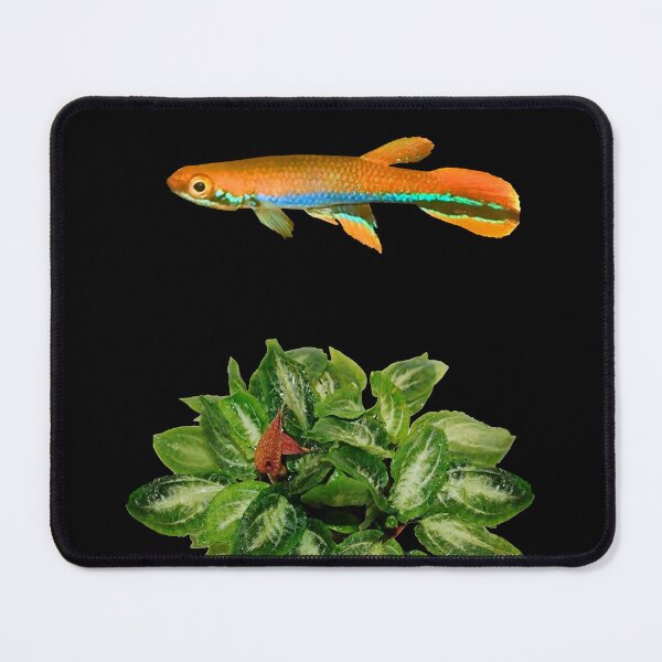 Item preview, xiphidius and rare new Cryptocoryne designed and sold by killies.