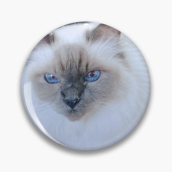 Artikelvorschau, Alte blaue Augen - Die Schönheit einer Birma-Katze entworfen und verkauft von TechLaughs.