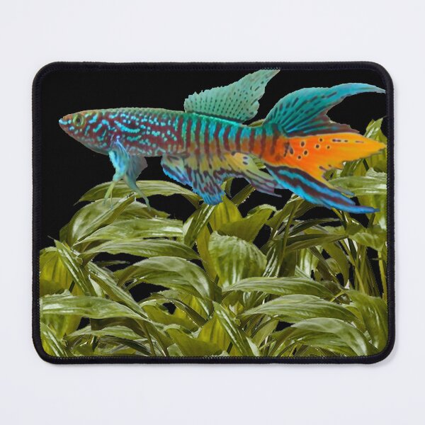 Item preview, Gularis and Cryptocoryne moehlmannii designed and sold by killies.