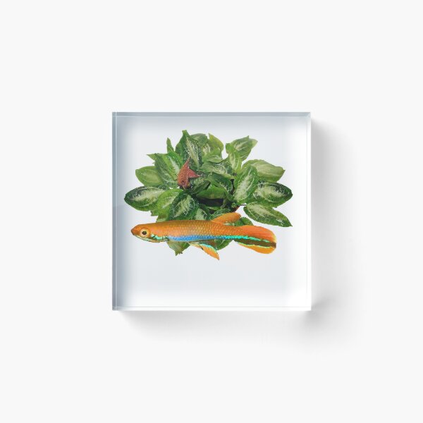 Item preview, xiphidius  and rare new Cryptocoryne  designed and sold by killies.