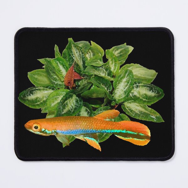 Item preview, xiphidius  and rare new Cryptocoryne  designed and sold by killies.