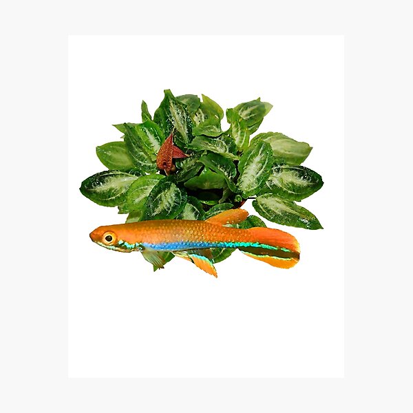 Item preview, xiphidius  and rare new Cryptocoryne  designed and sold by killies.
