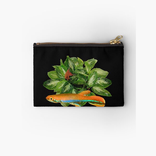 Item preview, xiphidius  and rare new Cryptocoryne  designed and sold by killies.