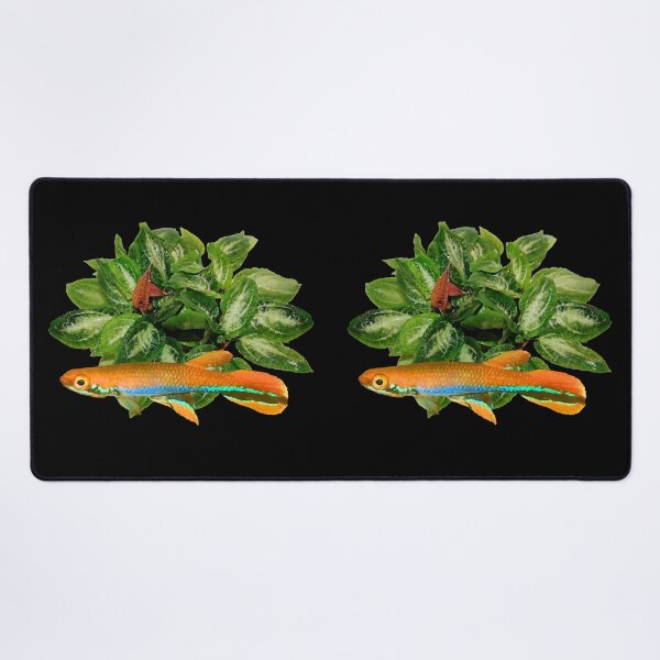 Item preview, xiphidius  and rare new Cryptocoryne  designed and sold by killies.