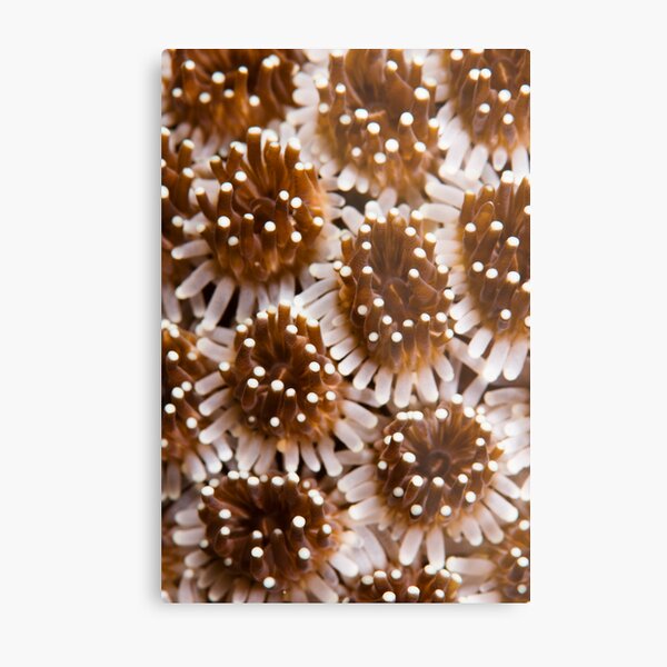 Underwater Abstract Metal Print