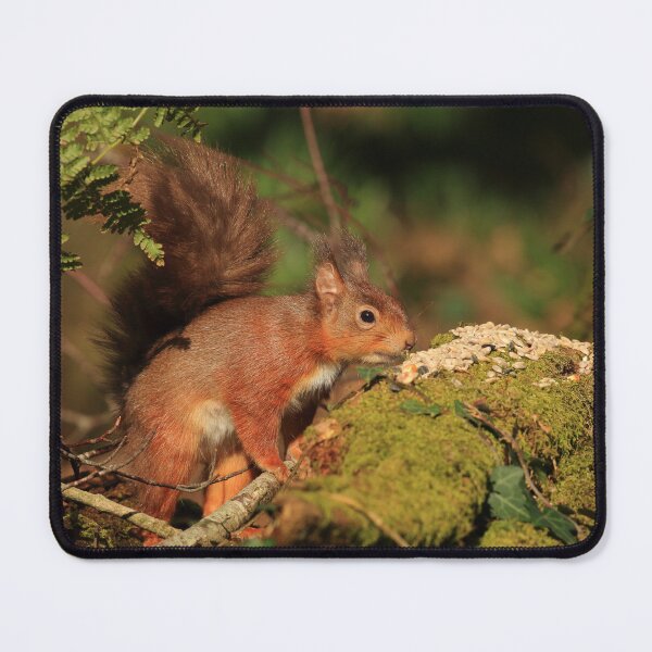 Item preview, European Red Squirrel designed and sold by Jon Lees.