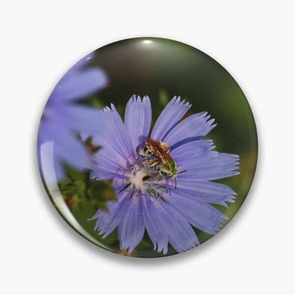 Item preview, Chicory Harvest    |    Nature designed and sold by RedHandedOD.