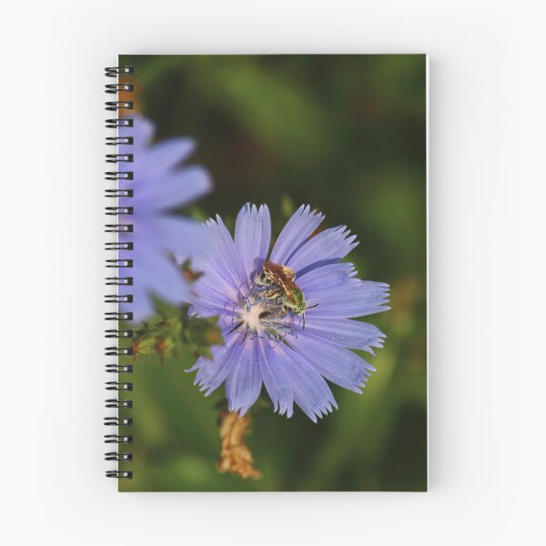 Item preview, Chicory Harvest    |    Nature designed and sold by RedHandedOD.